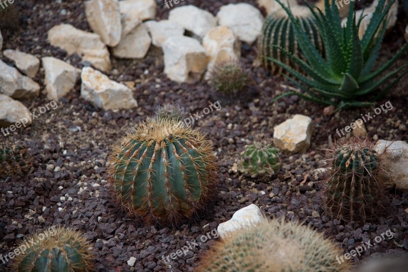 Cactus Spines Prickly Landscape Free Photos