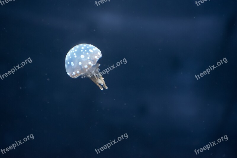 Pairi Daiza Jellyfish Mini Small Water