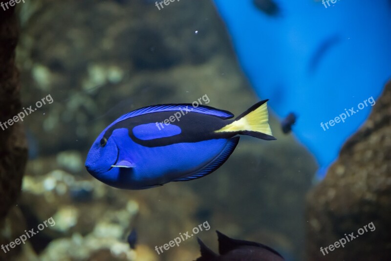 Pairi Daiza Arnold Blue Fish Fish Zoo