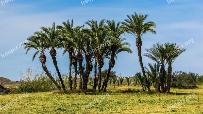 Cyprus Troulli Palms Trees Group