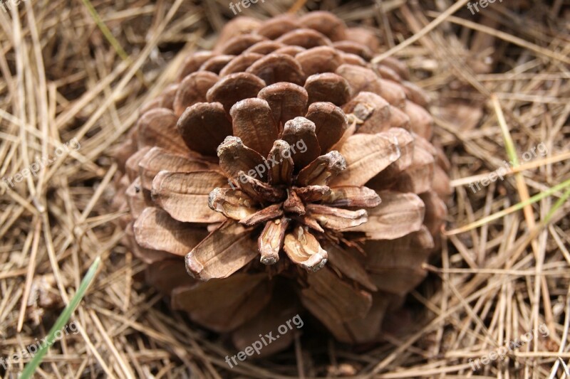 Cone Macro Nature Free Photos