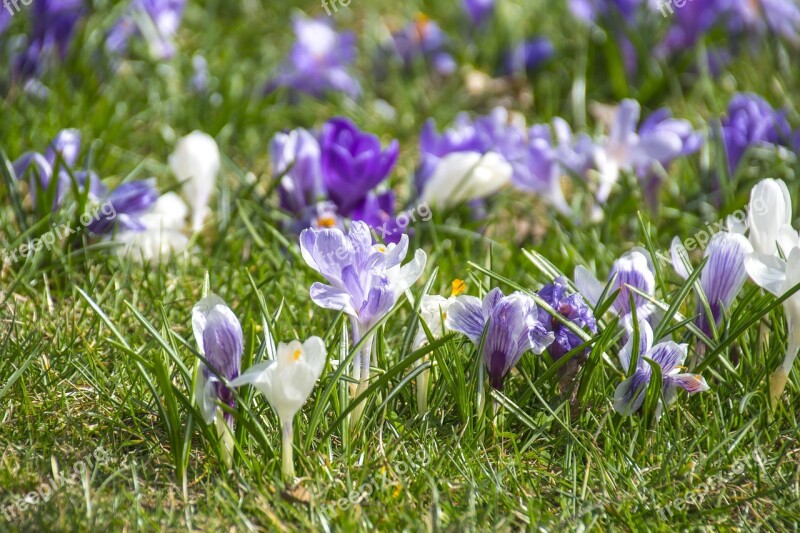 Flourishing Crocuses Violet Spring Flowers New Life