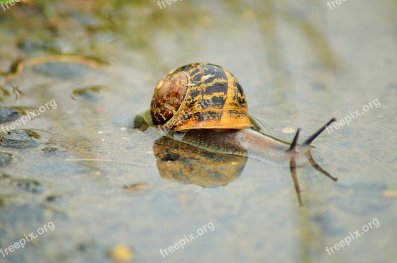 Snail Insect Nature Rain Shell