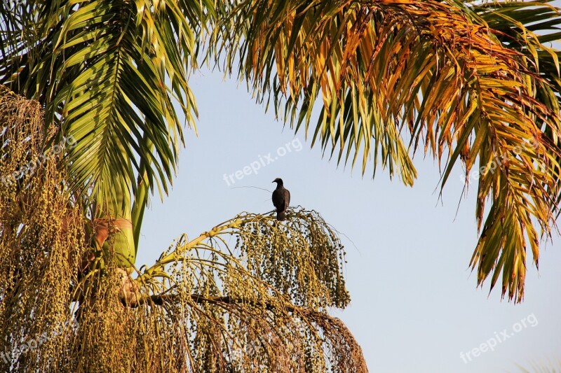 Bird Palm Jamaica Exotic Gorgeous