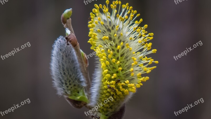 Willow Catkin Spring Hope Signs Of Spring Branches