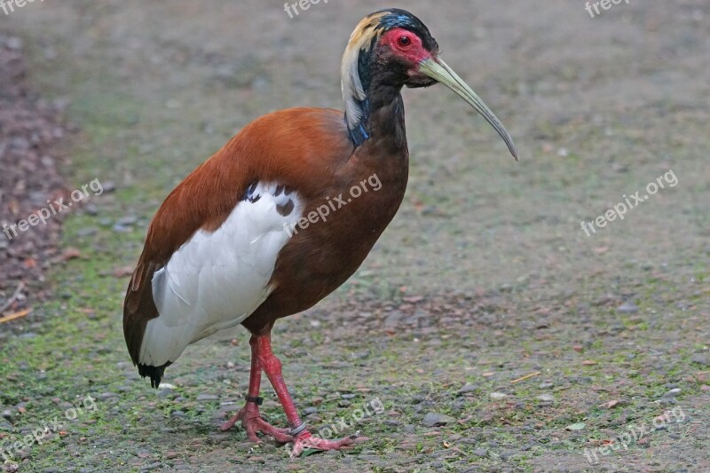 Ibis Mane Ibis Wader Schreizvogel Rainforest