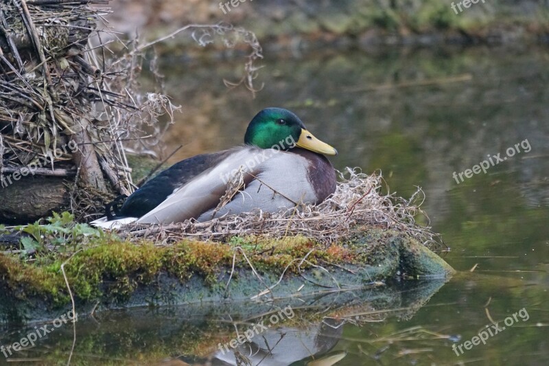 Northern Shoveler Duck Bird Magpie Female Bank