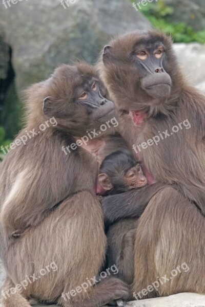 Dschelada Monkey Primates Mother Ape Baby