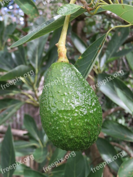 Avocado Fruit Tree Green Plant