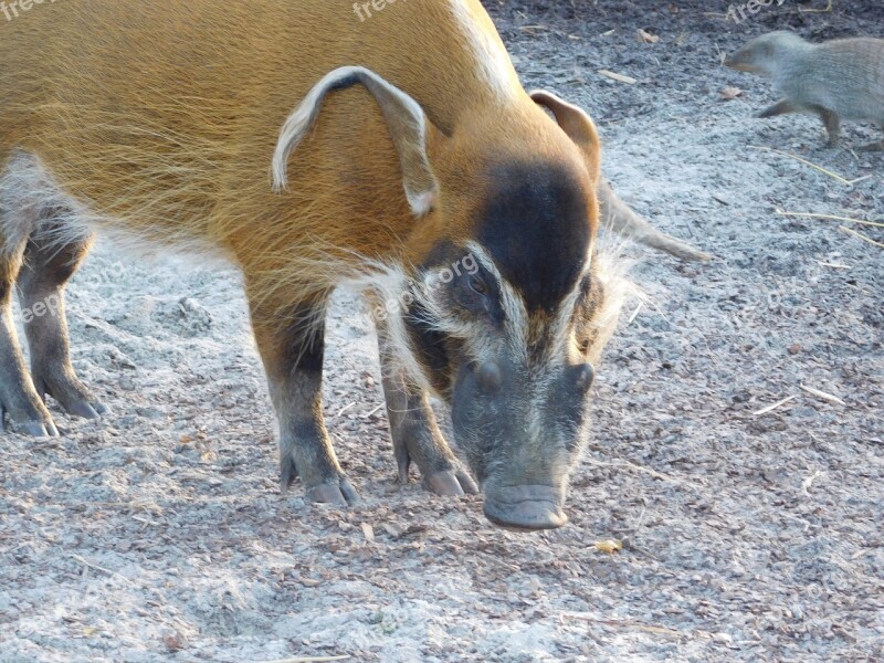 Brush Ear Pig Zoo Animal Free Photos