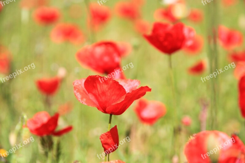 Poppies Field Spring Free Photos