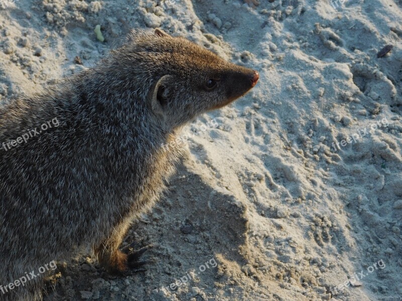 Meerkat Zoo Animal Free Photos