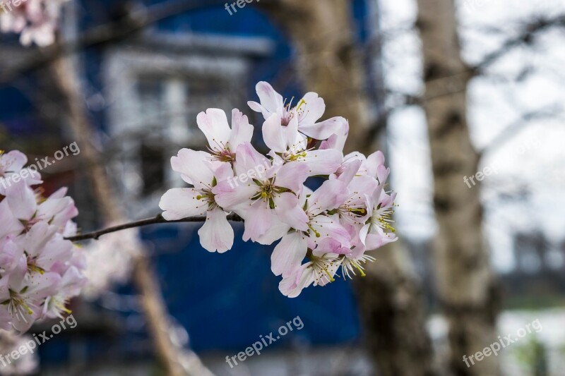 Japan Cherry Blossom Japanese Cherry Blossom Blossom Bloom