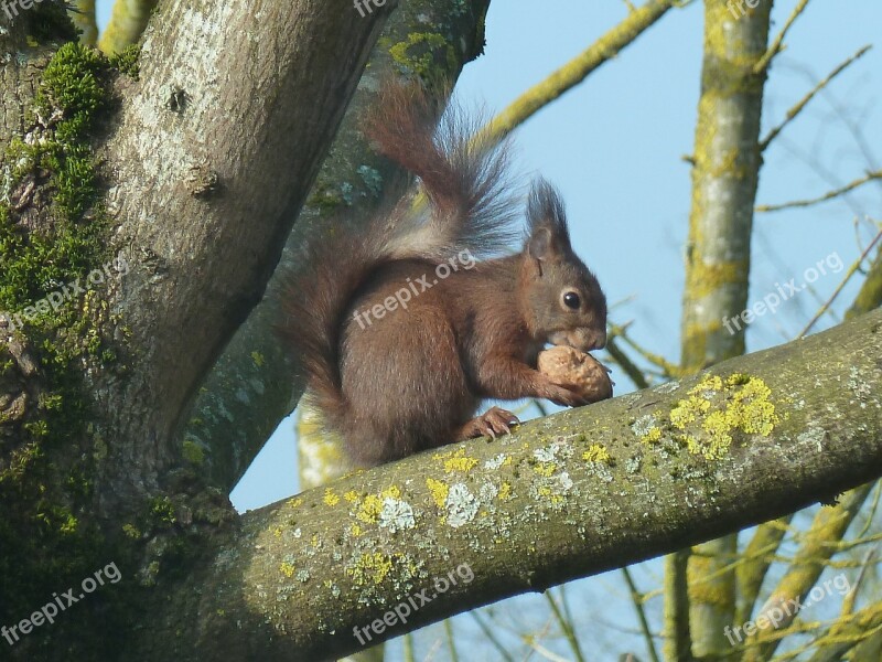 Squirrel Roux Tree Nuts Garden