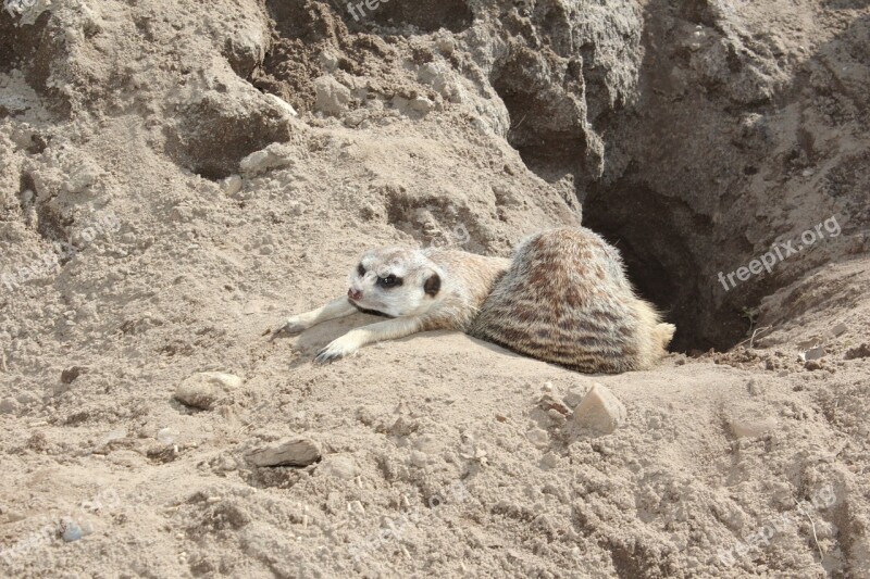 Meerkat Suricata Suricatta Meercat Scharrtier Mongoose