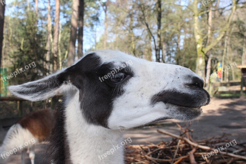 Alpaca Lama Head Peru Animal World