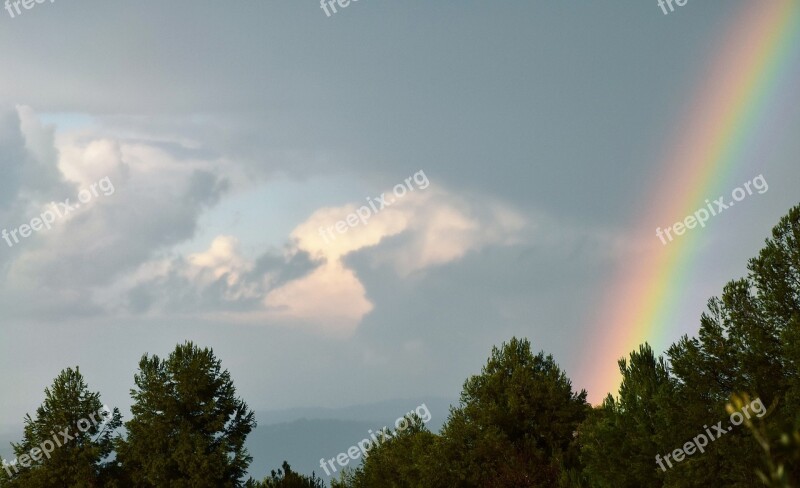 Rainbow Trees Rainbow Sky Free Photos