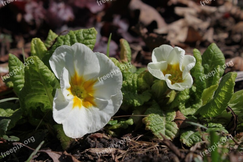 Primrose White Leaves Leaf Beautiful