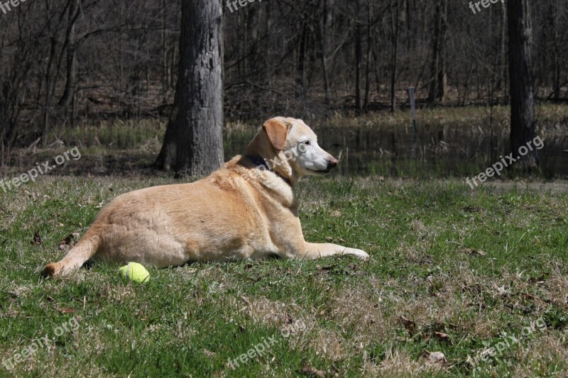 Dog Pet Golden Retriever Labrador Hybrid