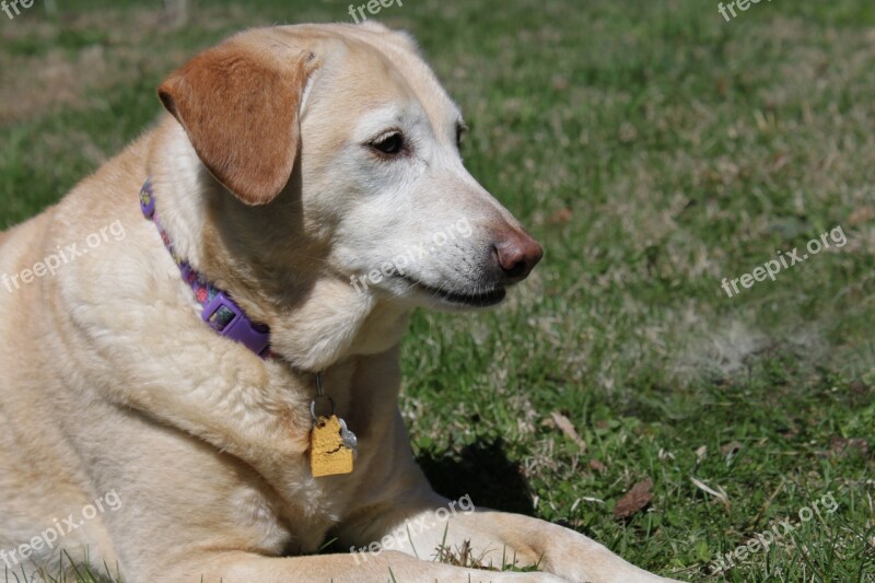 Dog Pet Golden Retriever Labrador Rescue