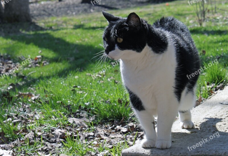 Cat Pet Domestic Black White