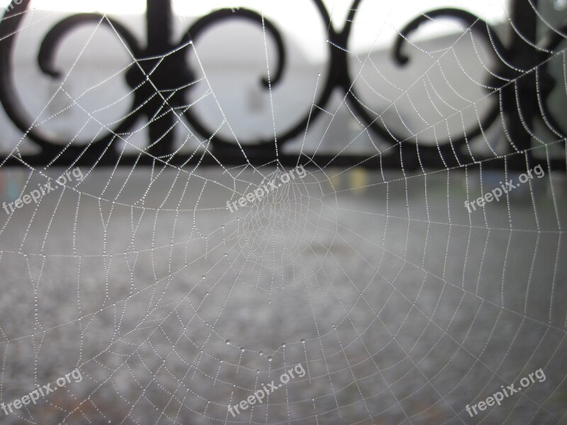 Cobweb Dew Web Morgentau Moist