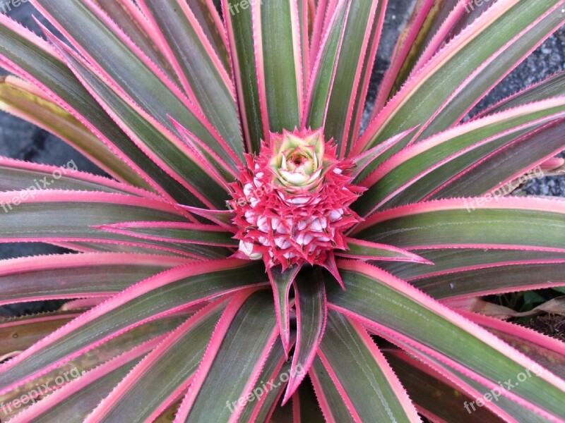 Pineapple Pink Fruit Fresh Summer