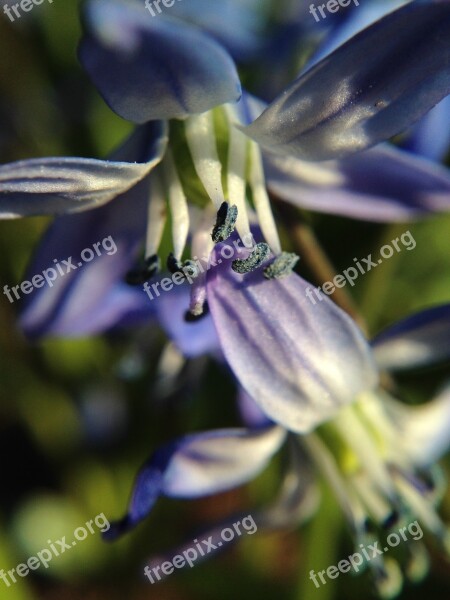 Pollen Flower Macro Stamen Nature