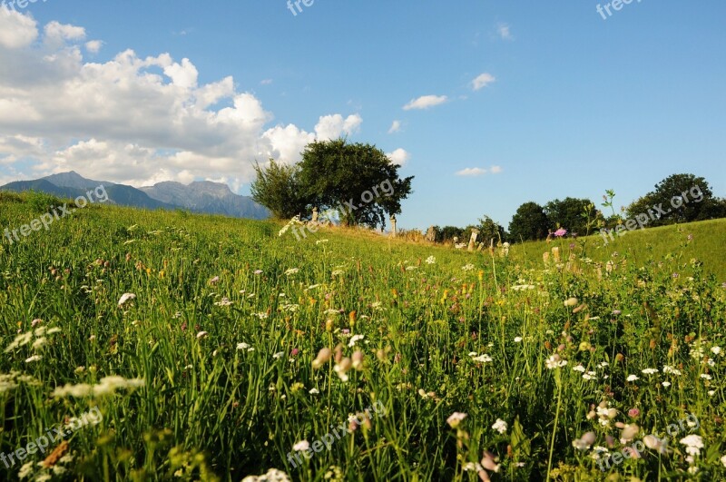 Flower Meadow Tree Landscape Idyll Sky