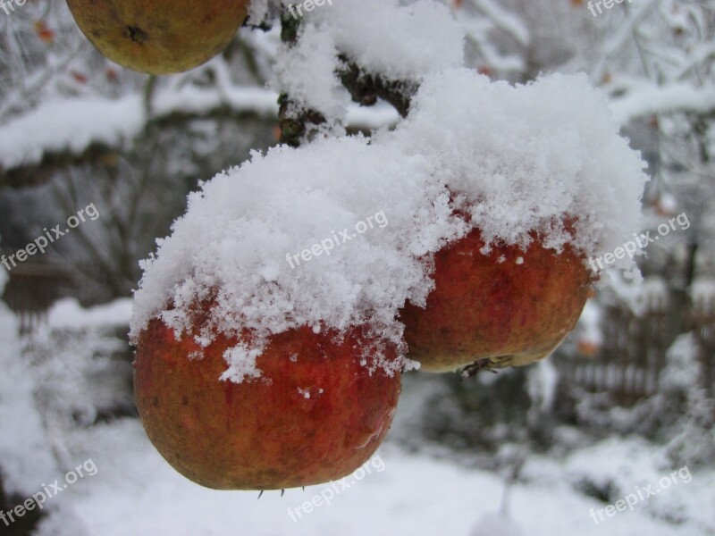 Apple Tree Snow Red White Winter