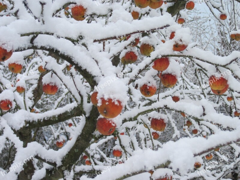 Apple Tree Snow Red White Winter