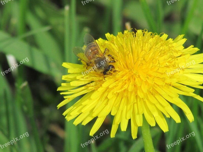 Bee Spring Garden Flower Insect