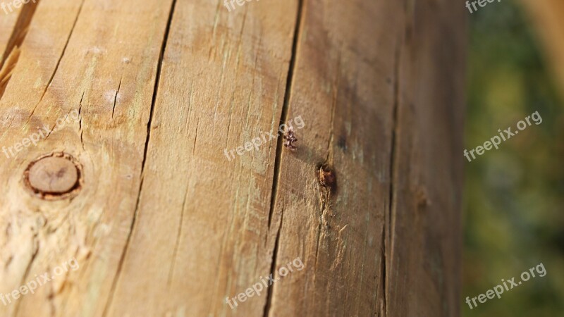 Wood Cracked Wood Wooden Bug Wooden Pole Free Photos