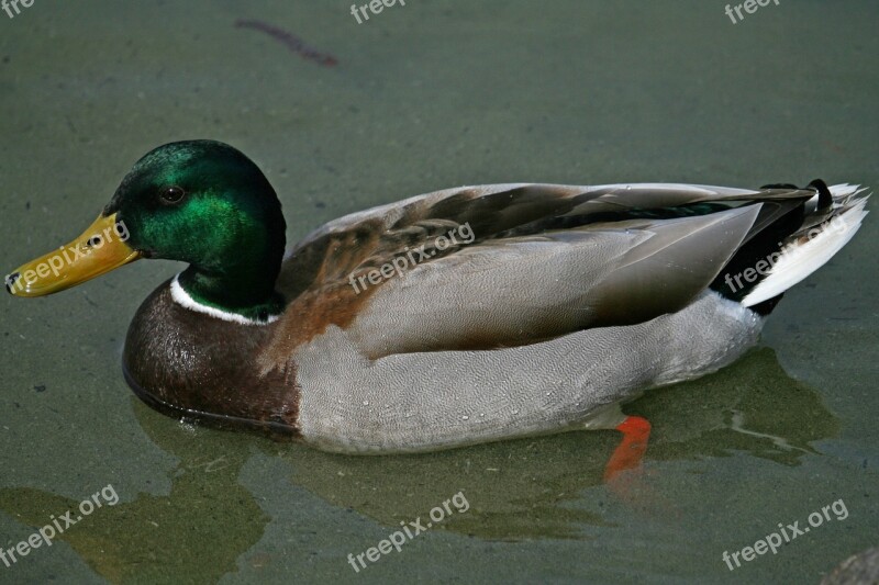 Mallard Duck Water Bird Drake Nature