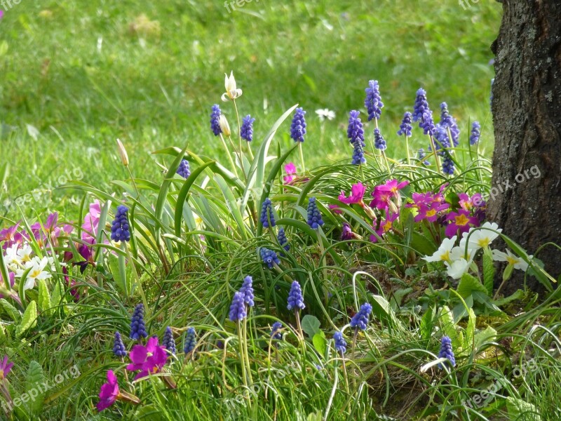 Spring Flower Meadow Farmer Boy Primroses Grape Hyacinth