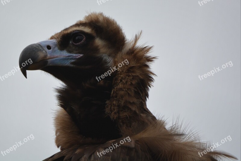 Vulture Bird Bird Of Prey Animal Beak