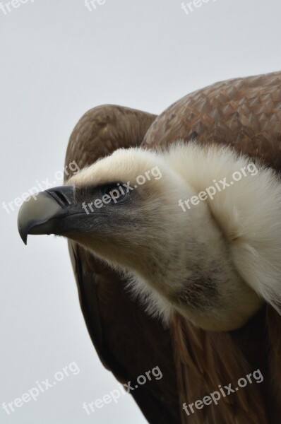 Vulture Bird Bird Of Prey Animal Beak