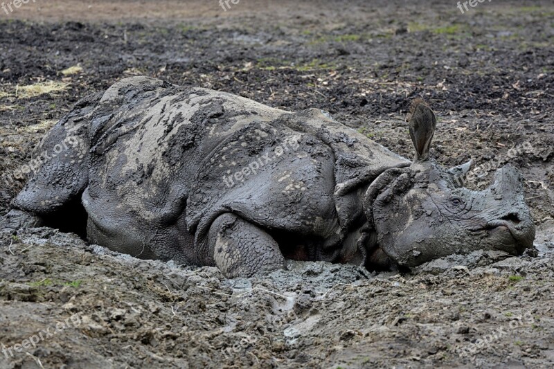 Rhino Mud Animal Mammal Free Photos