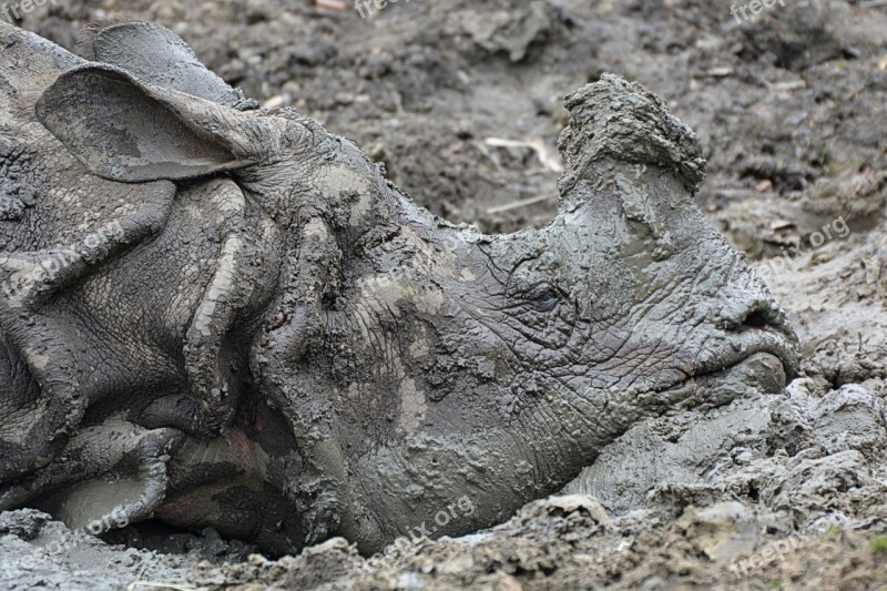 Rhino Mud Animal Mammal Free Photos