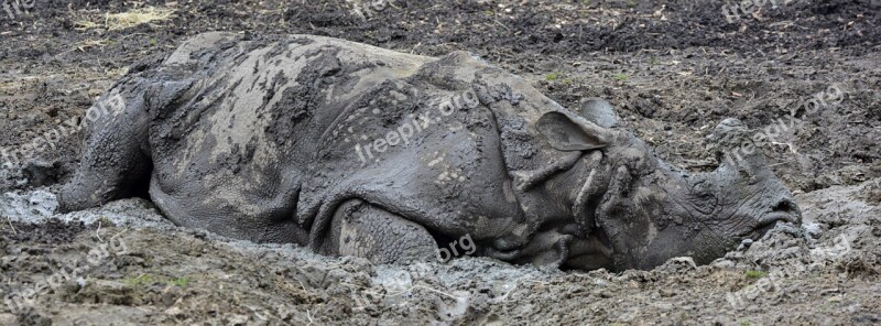 Rhino Mud Animal Mammal Free Photos