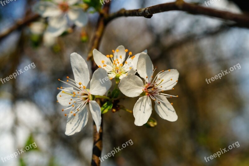 Apple Tree Flowers Apple Blossom Apple Tree Flowers Spring