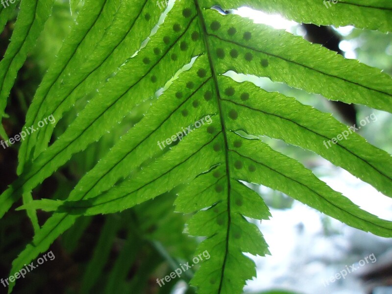 Fern Pacific Northwest Washington State Plants Nature