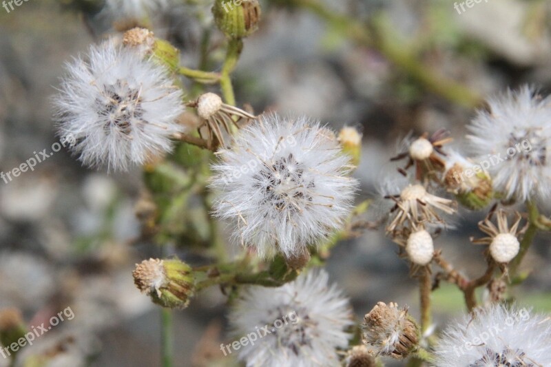 Mountain Mountain Flower Nature Alps Plant