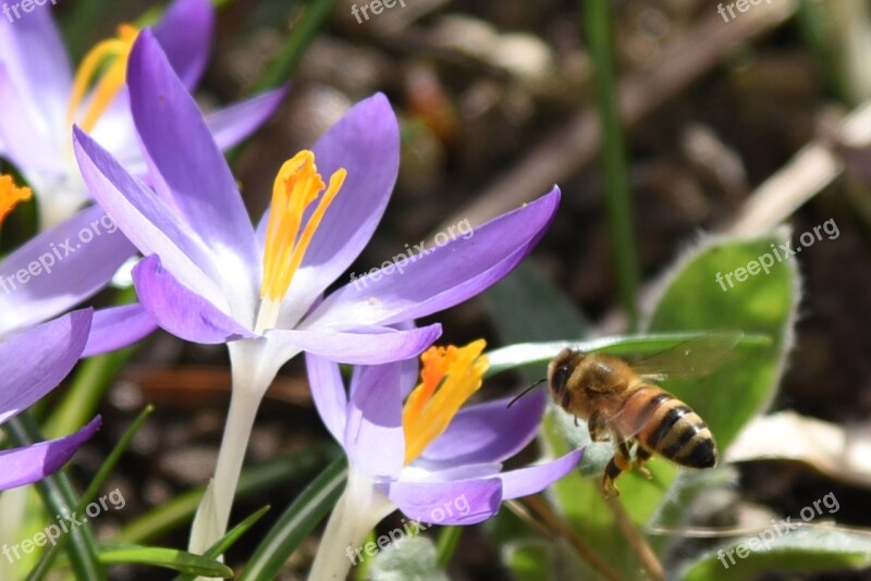 Crocus Spring Purple Flower Nature