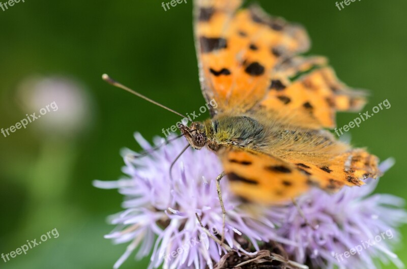 Butterfly Flower Thistle Nature Insect