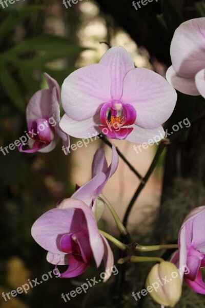 Orchid Flower Blossom Blossoming Pink Flowers