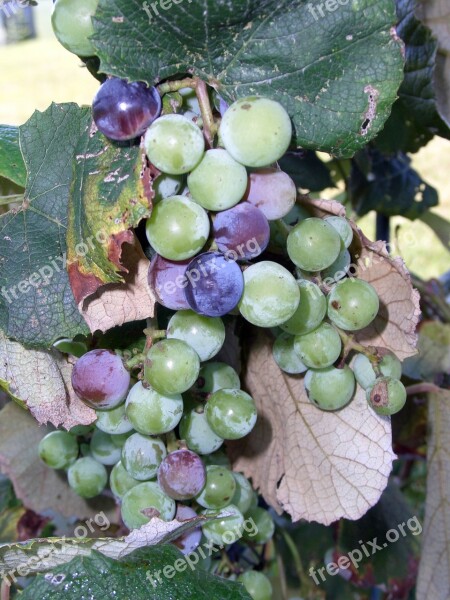 Grapes Fruit Vine Wine Harvest