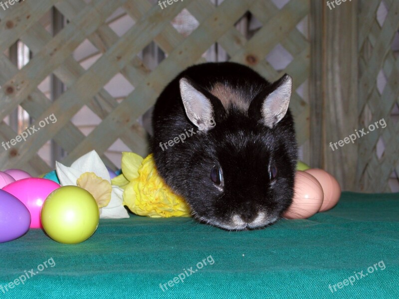 Easter Bunny Flowers Eggs Spring