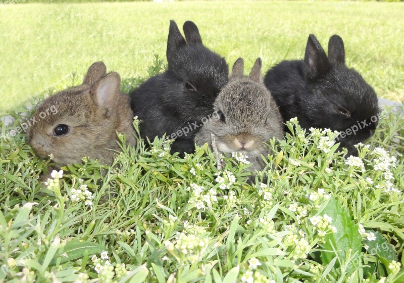 Garden Flowers Bunnies Spring Sweet