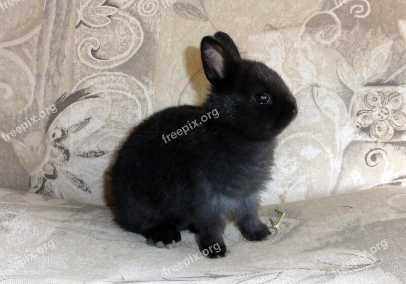 One Black Bunny Easter Portrait